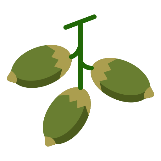 Betelnut Icon